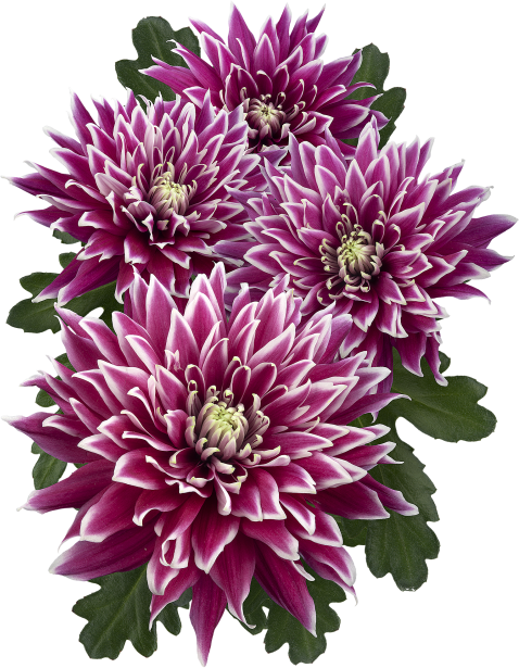 Cushion Pompon - Dark Purple – Kukka Flowers