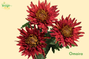 DISBUD CREMON RED OMAIRA