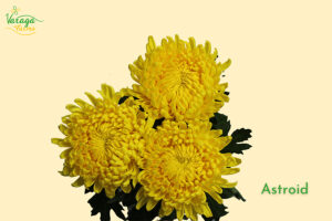 DISBUD CREMON YELLOW ASTROID