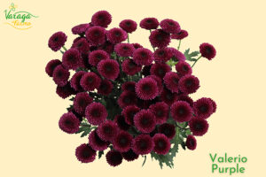 POMPON BUTTON PURPLE VALERIO