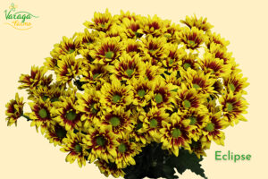 POMPON DAISY BIC YW-BZ ECLIPSE