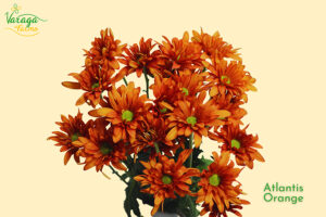 POMPON DAISY ORANGE ATLANTIS