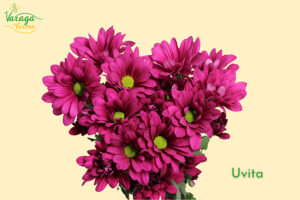 POMPON DAISY PURPLE UVITA