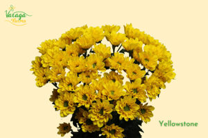 POMPON DAISY YELLOW YELLOWSTONE