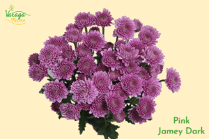 PINK JAMEY DARK