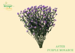 ASTER PURPLE MONARCH