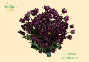 POMPON DAISY BIC PP-WH GAMBANA