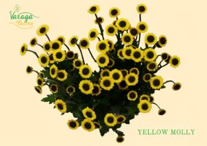 POMPON NOVELTY YELLOW MOLLY