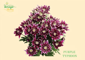 POMPON CUSHION PURPLE TYPHOON