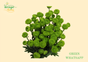 POMPON BUTTON GREEN WHATSAPP