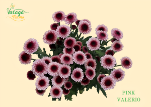 POMPON BUTTON PINK VALERIO