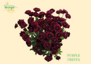 POMPON BUTTON PURPLE CRESTA
