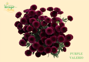 POMPON BUTTON PURPLE VALERIO