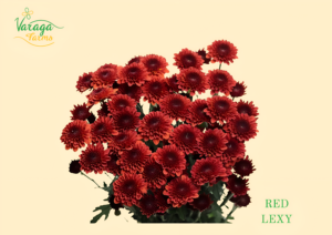 POMPON BUTTON RED LEXY