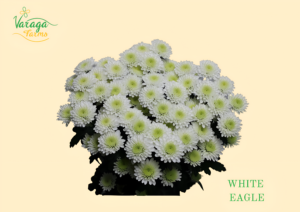 POMPON BUTTON WHITE EAGLE