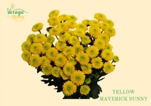 POMPON BUTTON YELLOW MAVERICK SUNNY