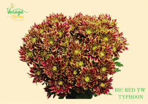 POMPON CUSHION BIC RED-YW TYPHOON