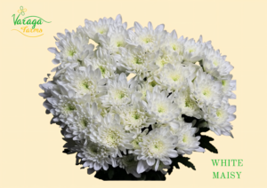 POMPON CUSHION WHITE MAISY