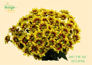 POMPON DAISY BIC YW BZ ECLIPSE