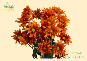 POMPON DAISY BRONZE ATLANTIS