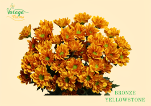 POMPON DAISY BRONZE YELLOWSTONE