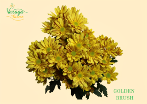 POMPON DAISY GOLDEN BRUSH
