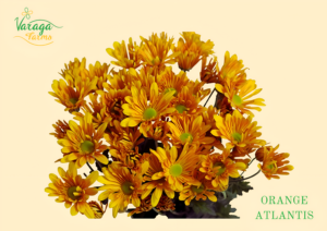 POMPON DAISY ORANGE ATLANTIS