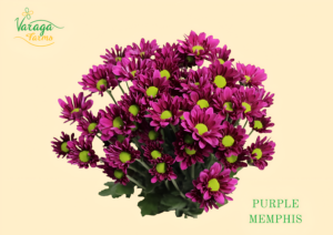 POMPON DAISY PURPLE MEMPHIS