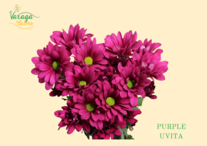 POMPON DAISY PURPLE UVITA