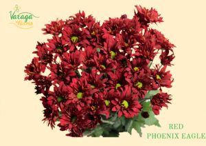 POMPON DAISY RED PHOENIX EAGLE