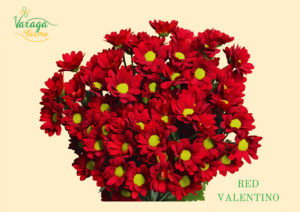 POMPON DAISY RED VALENTINO