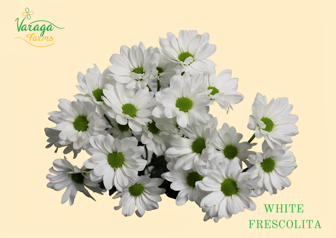 Daisy – Varaga Farms
