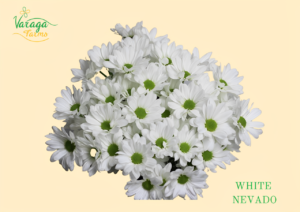 POMPON DAISY WHITE NEVADO