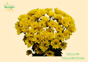 POMPON DAISY YELLOW YELLOWSTONE
