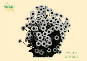 POMPON MICROPOMPON WHITE WHYNOT