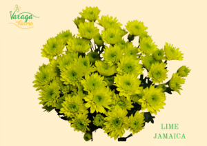 POMPON NOVELTY LIME JAMAICA