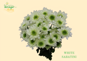 POMPON NOVELTY WHITE SABATINI