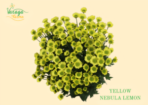 POMPON MICROPOMPON YELLOW NEBULA LEMON