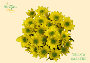 POMPON NOVELTY YELLOW SABATINI