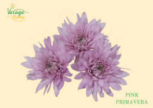 DISBUD CREMON PINK PRIMAVERA