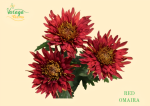 DISBUD CREMON RED OMAIRA