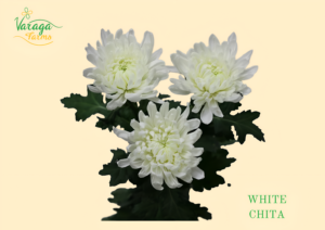 DISBUD CREMON WHITE CHITA