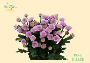 POMPON BUTTON PINK MILLER
