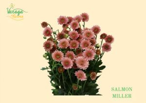 POMPON BUTTON SALMON MILLER