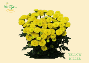 POMPON BUTTON YELLOW MILLER