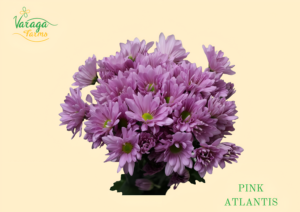POMPON DAISY PINK ATLANTIS