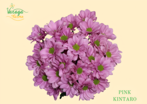 POMPON DAISY PINK KINTARO