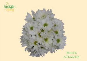 POMPON DAISY WHITE ATLANTIS
