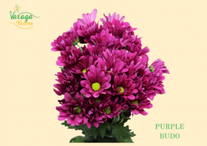 POMPON DAISY PURPLE BUDO