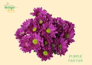 POMPON DAISY PURPLE CAN CAN
